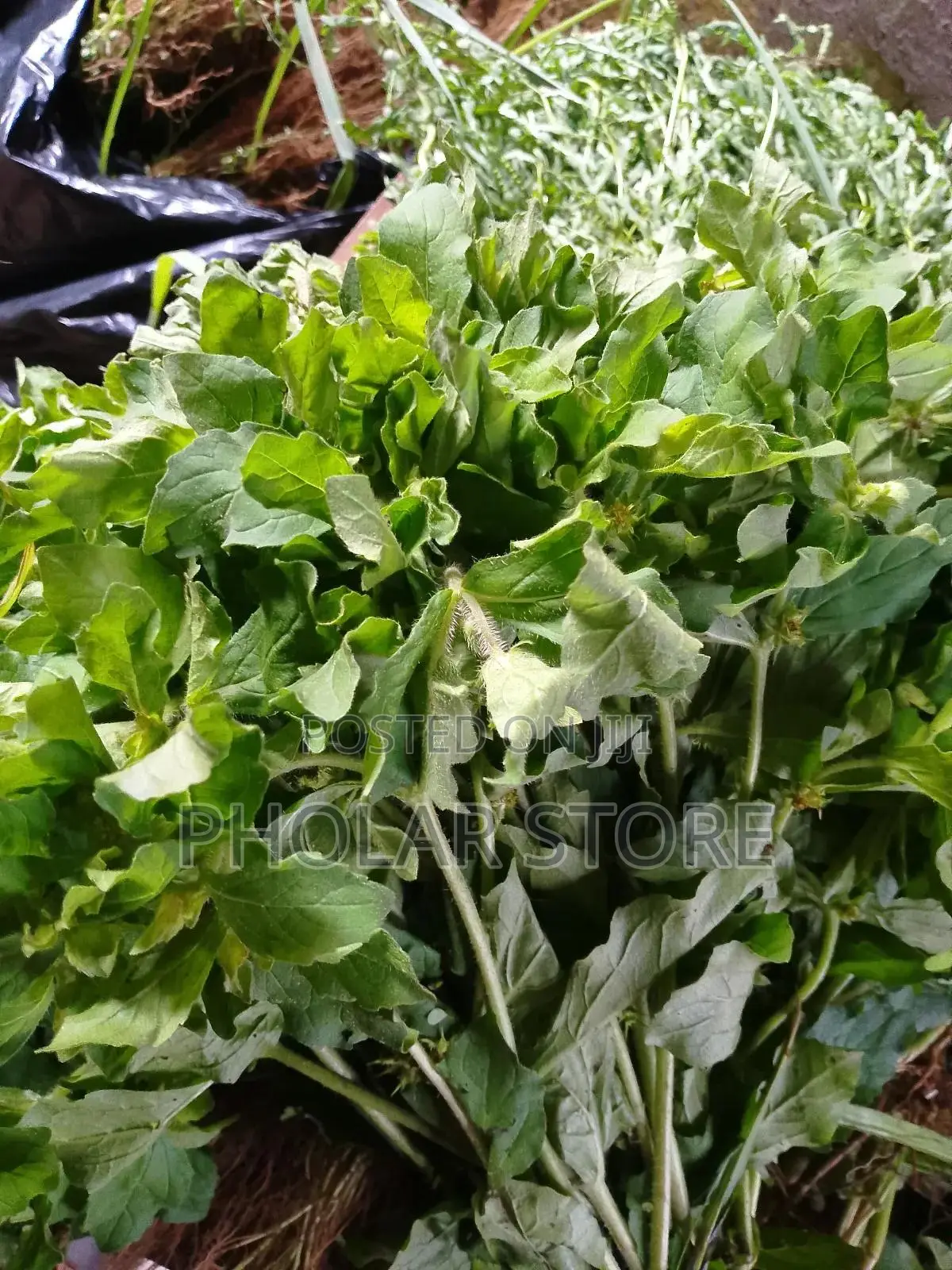Fresh And Dried Herbs (Plants ) Are Available