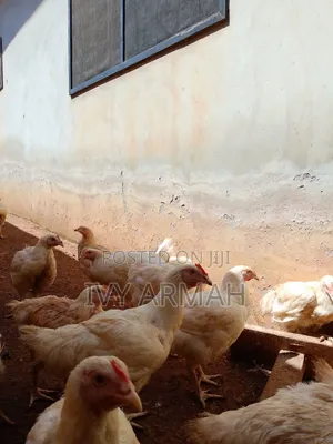Broiler Fowls