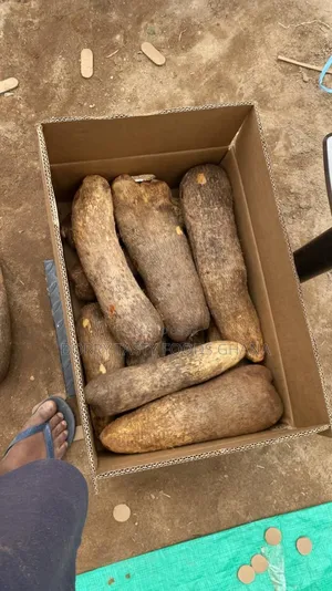 Fresh Yam With Free Crate of Eggs