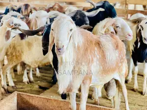 Sheep Local Breed