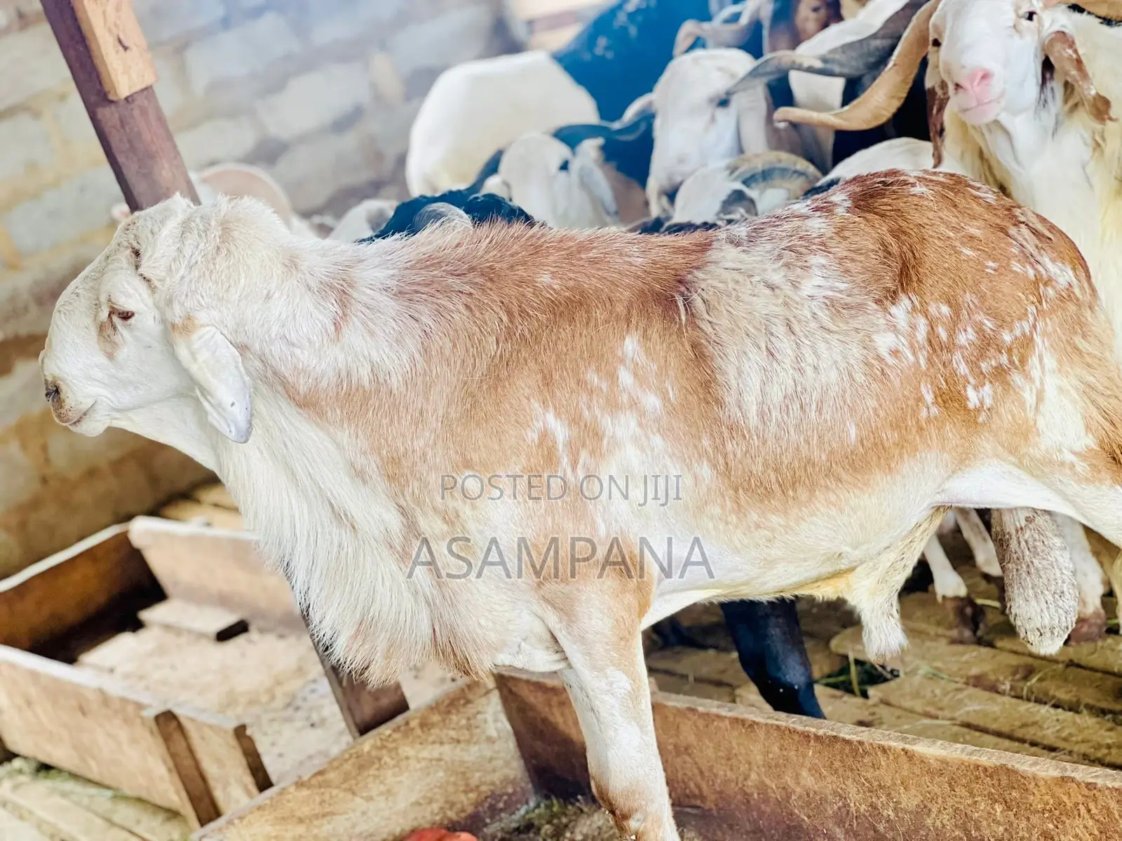 Sheep Local Breed