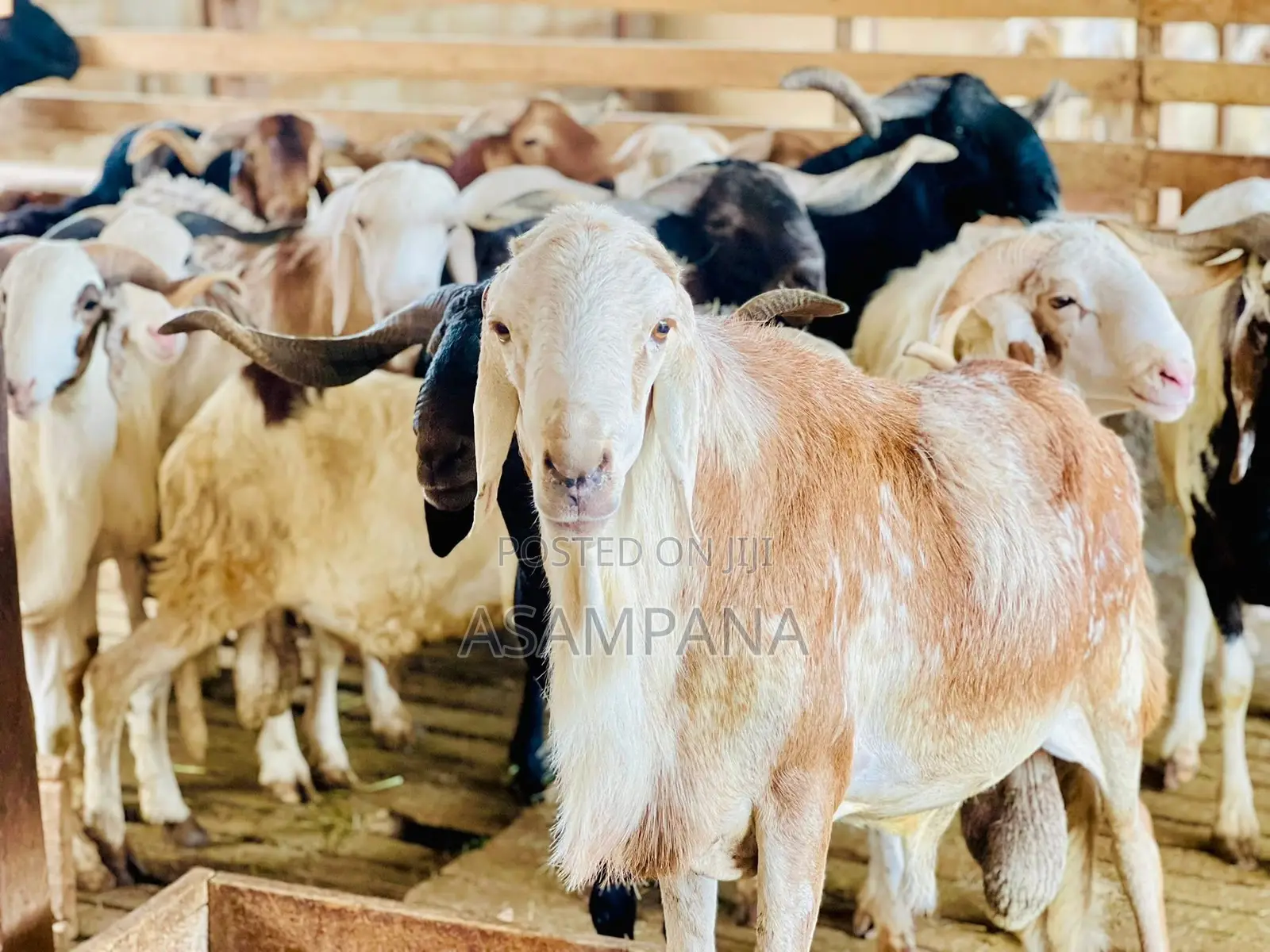 Sheep Local Breed