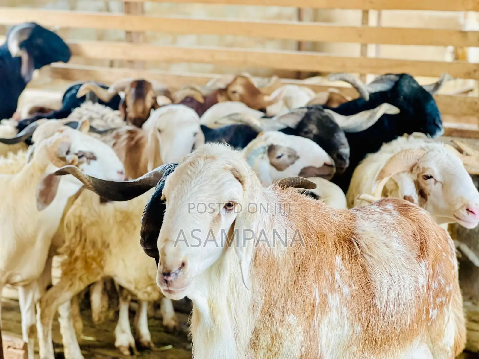 Sheep Local Breed
