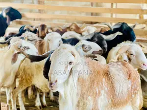 Sheep Local Breed