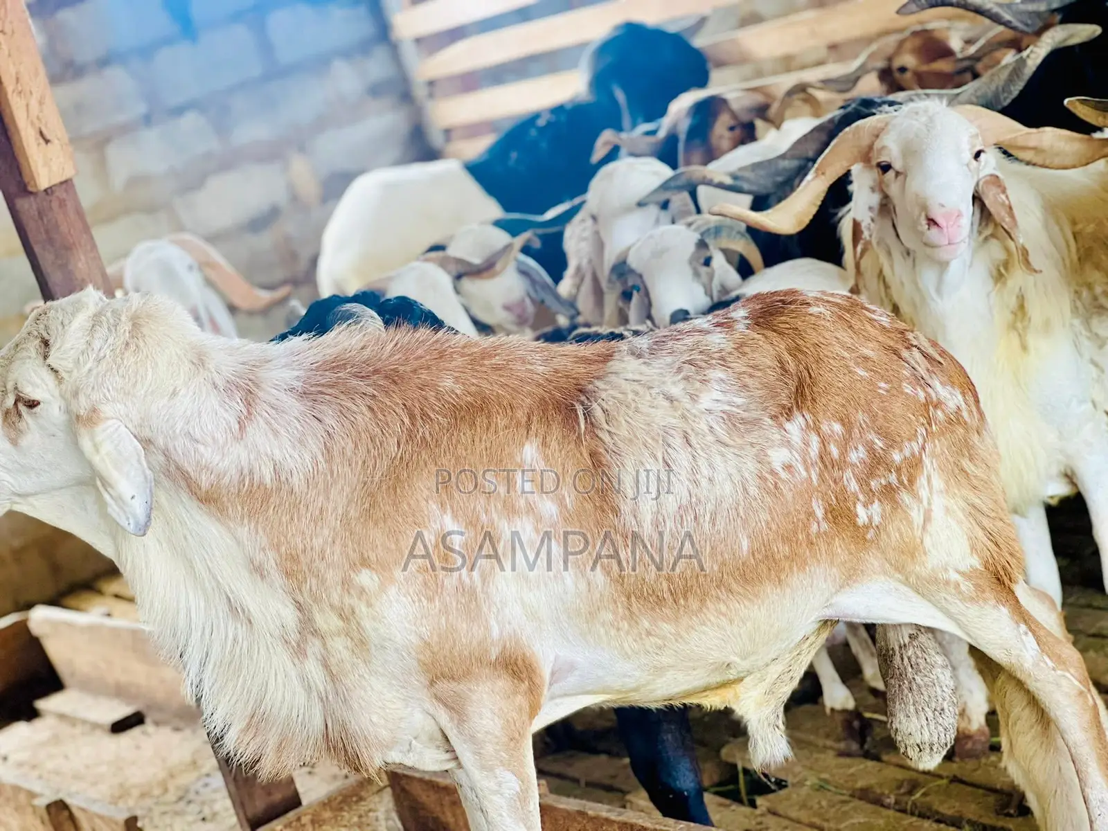 Sheep Local Breed