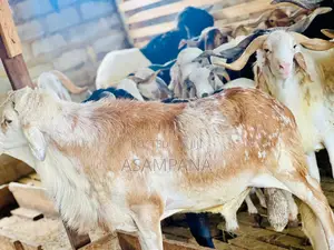 Sheep Local Breed
