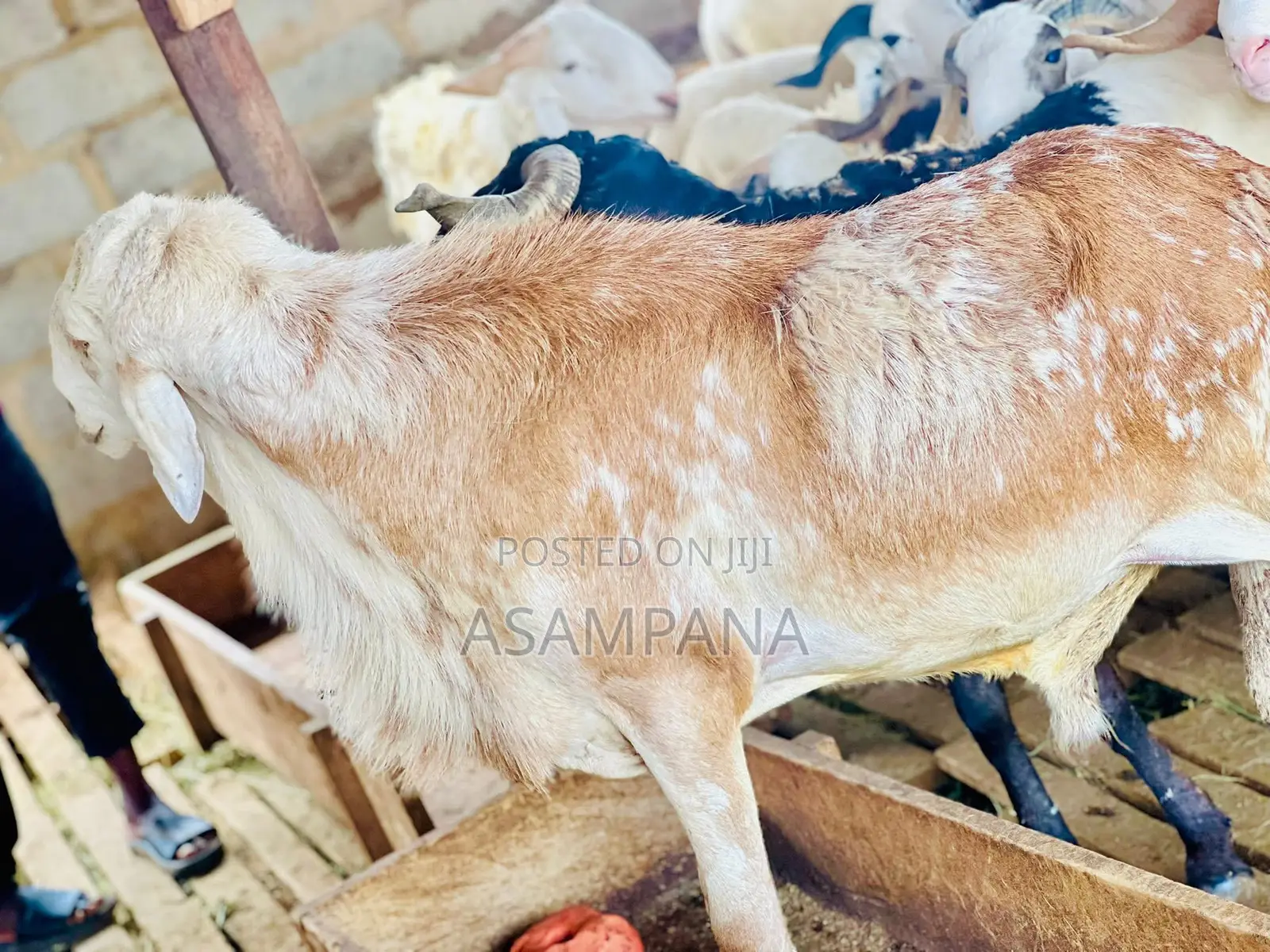 Sheep Local Breed