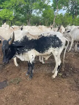 Cow Local Breed