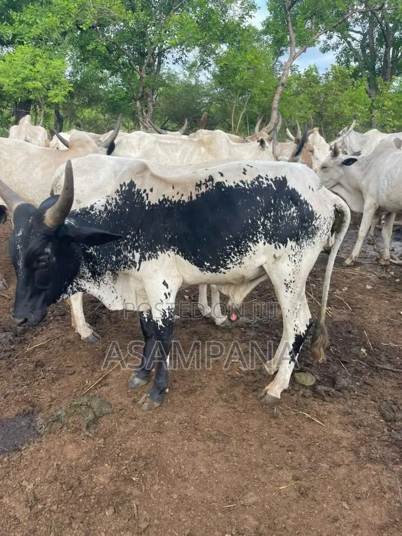 Cow Local Breed