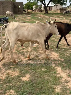 Cow Local Breed