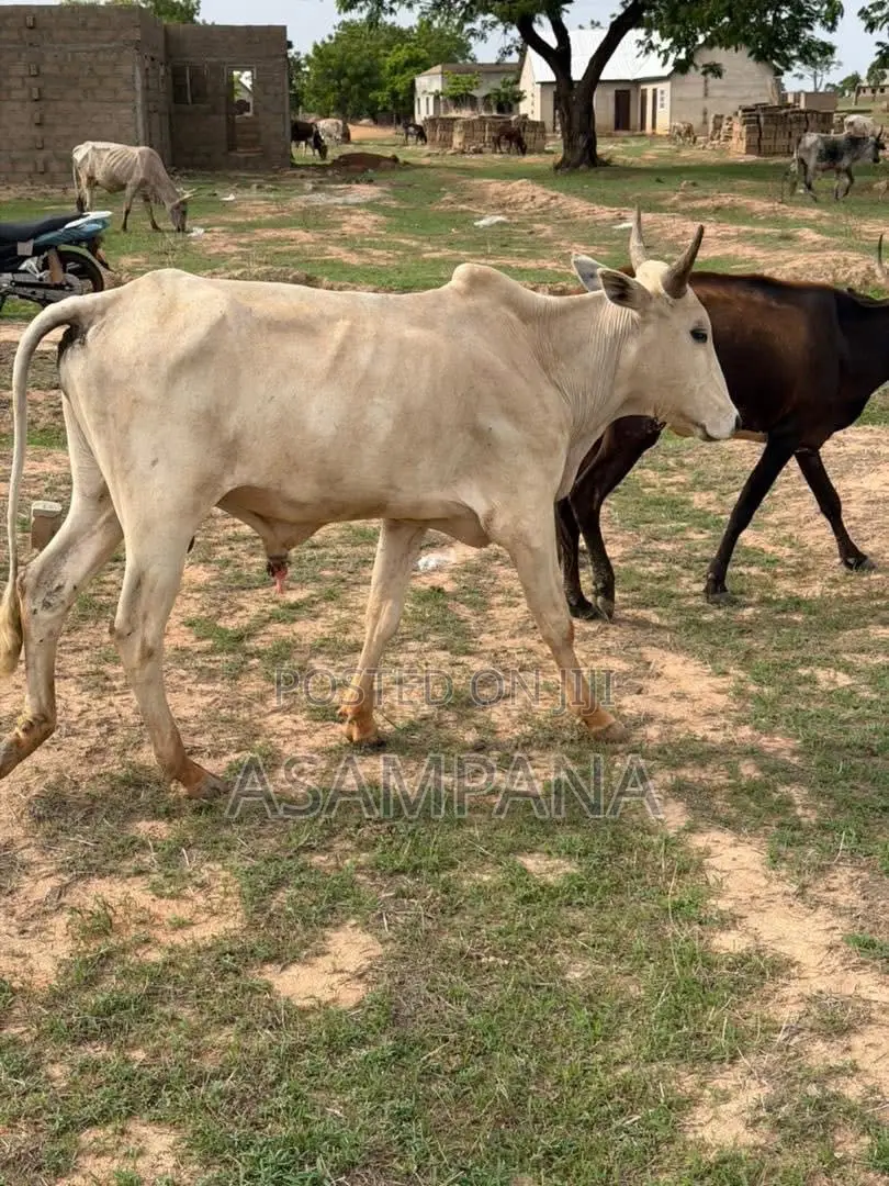 Cow Local Breed