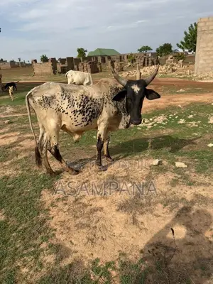 Cow Local Breed