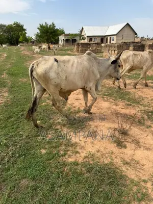 Cow Local Breed