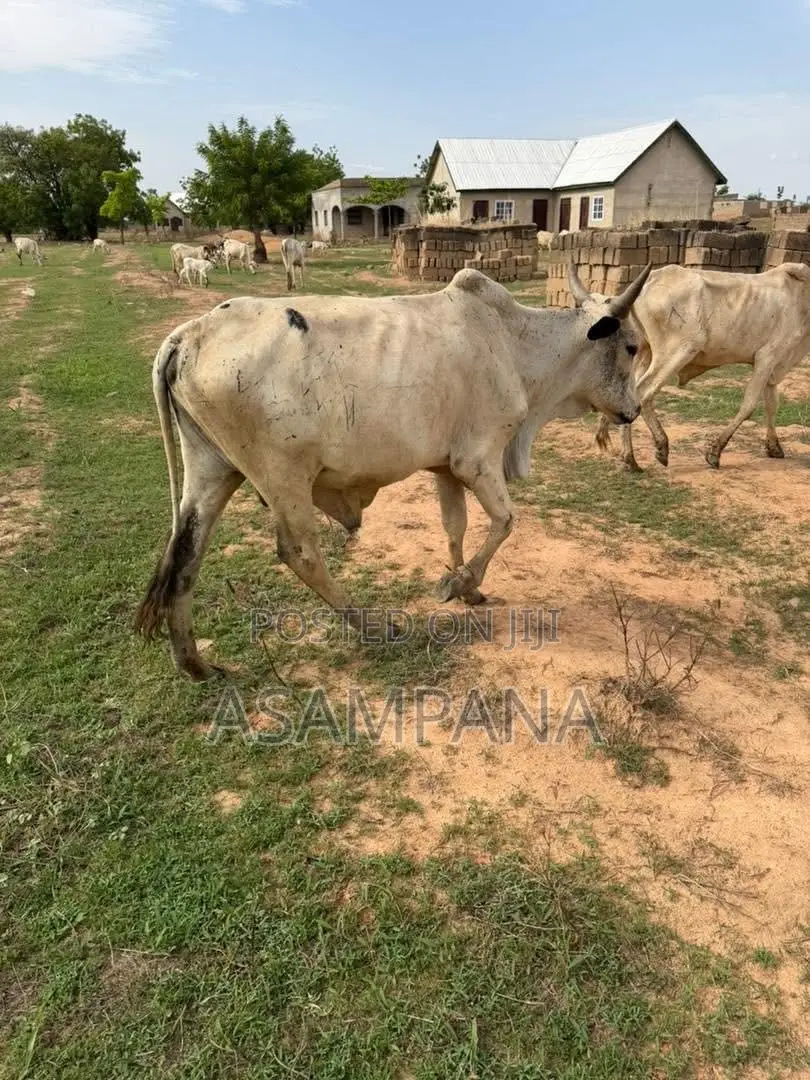 Cow Local Breed