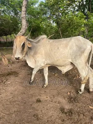 Cow Local Breed