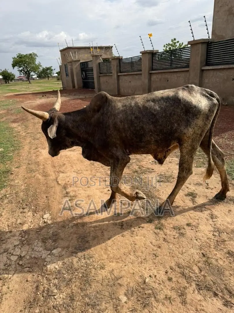 Cow Local Breed