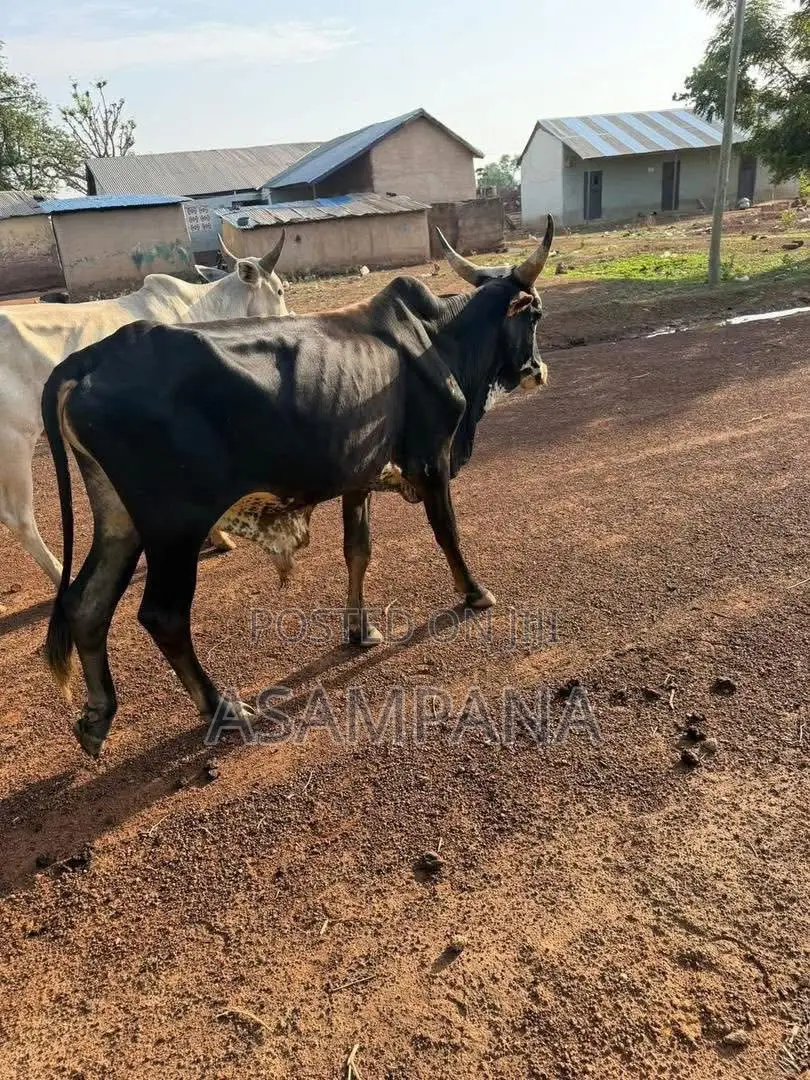 Cow Local Breed