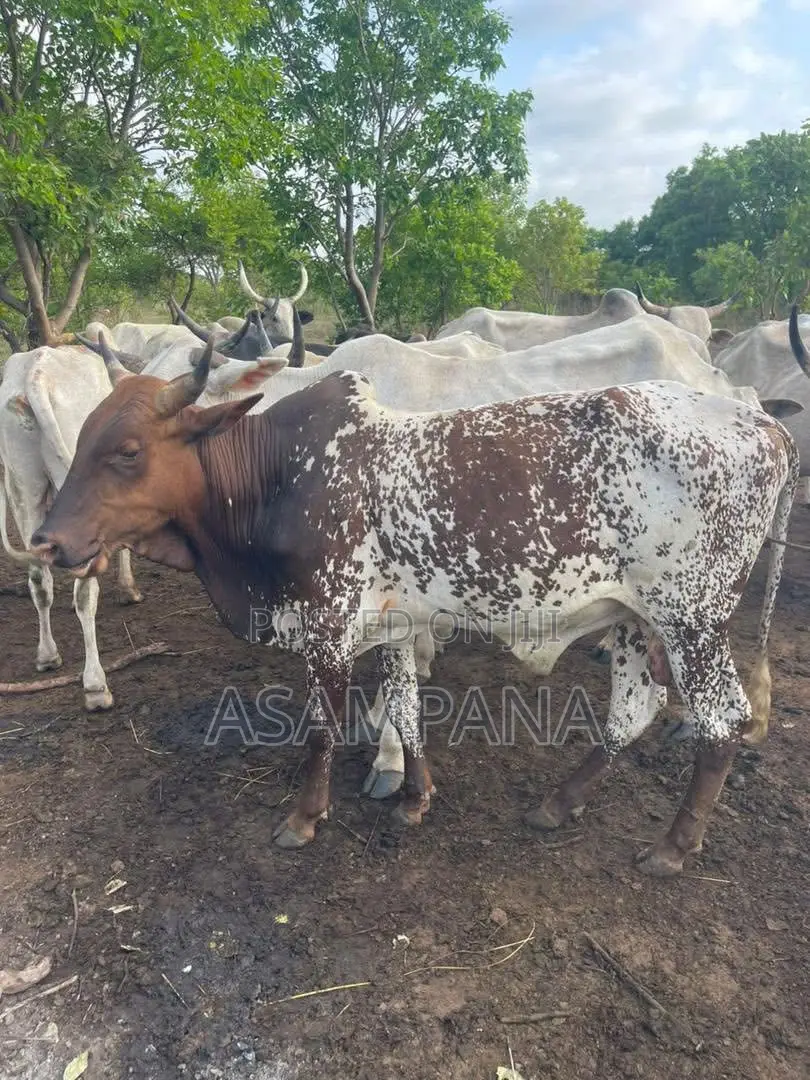 Cow Local Breed