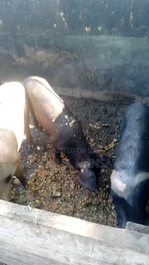 Piglets for Sale