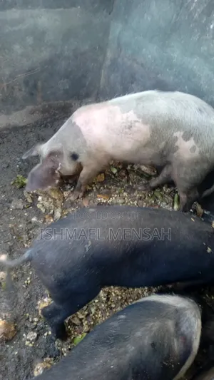 Piglets for Sale