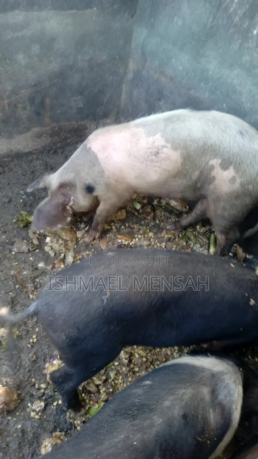 Piglets for Sale