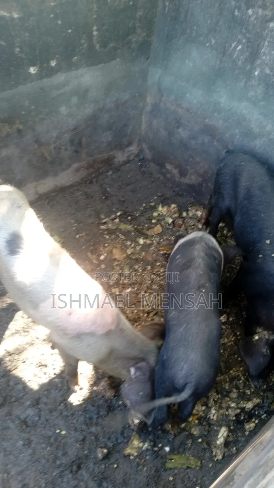 Piglets for Sale