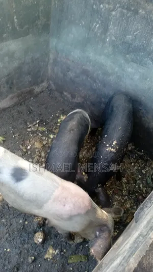 Piglets for Sale