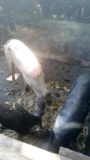 Piglets for Sale