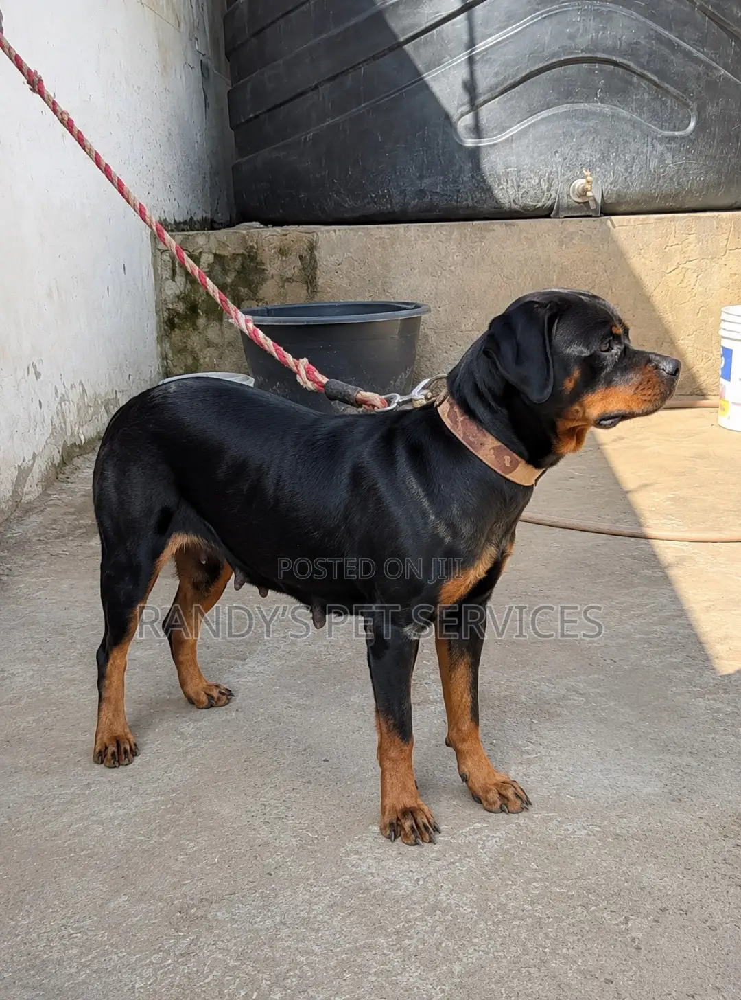 1+ year Female Purebred Rottweiler