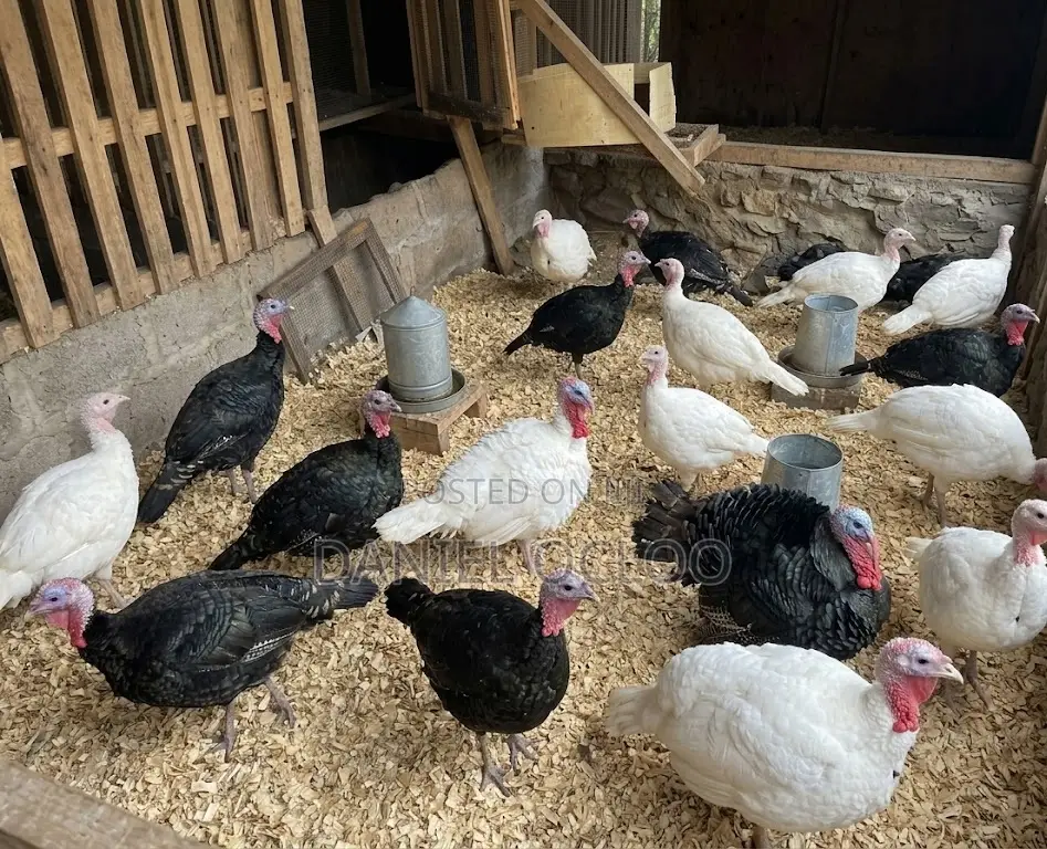 Live Dressed Turkeys for Sale