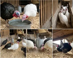 Live Dressed Turkeys for Sale