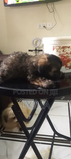 1-3 months Male Mixed Breed German Shepherd