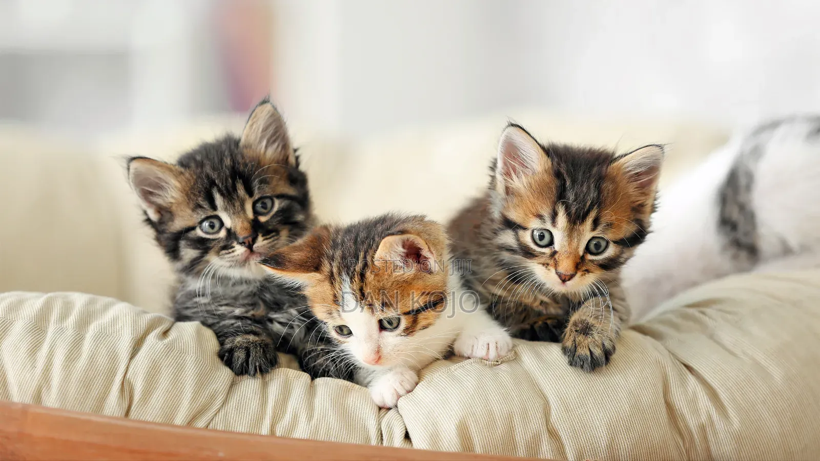 0-1 month Female Mixed Breed American Shorthair