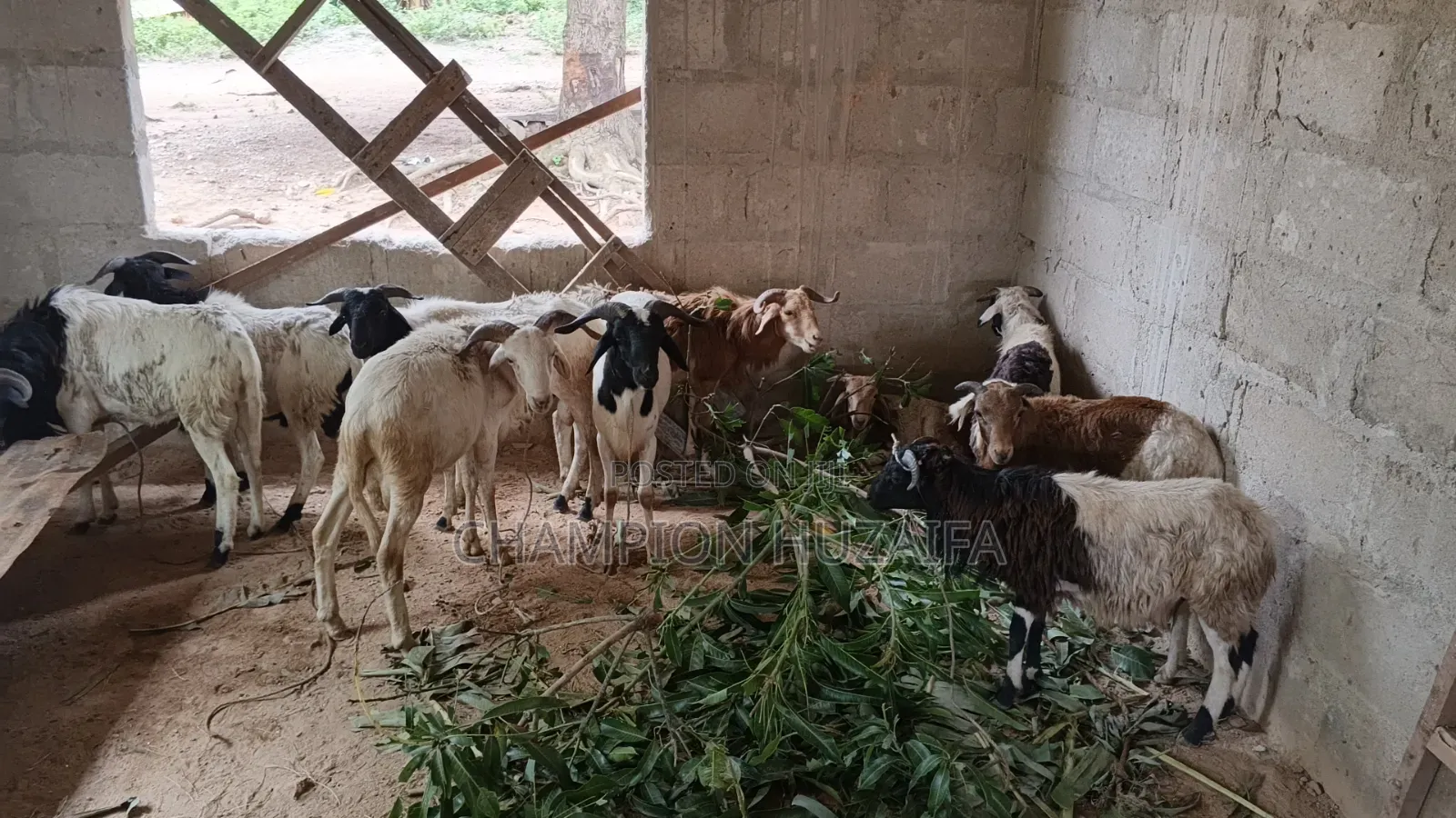 Sheeps for Sales