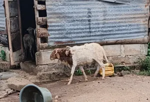Sheeps for Sales in Kumasi