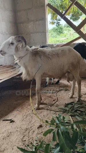Sheeps for Sales in Kumasi