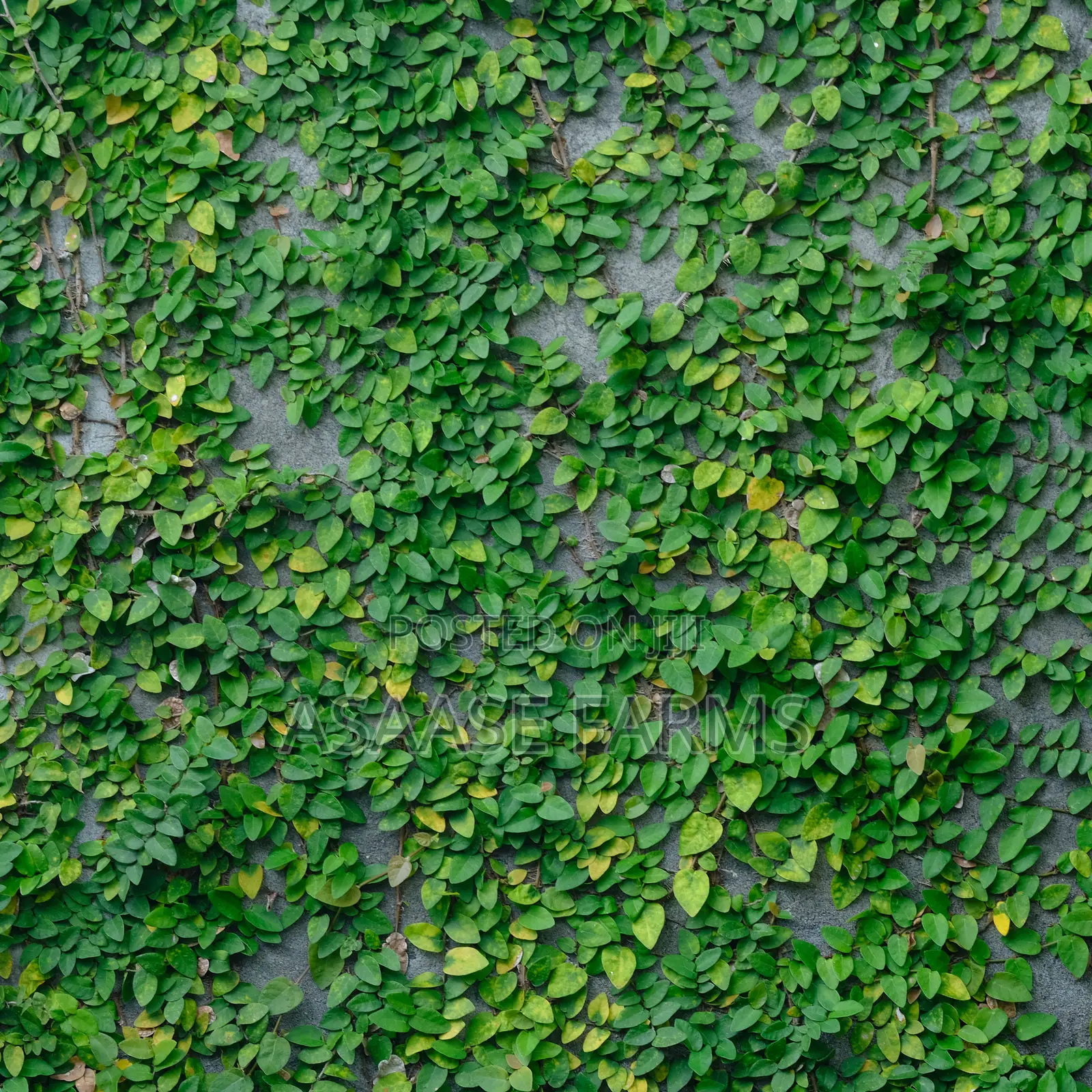 Creeping Fig Vine/Ficus Pumila