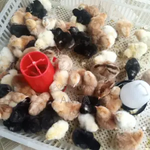 Day Old Chicks