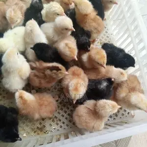 Day Old Chicks