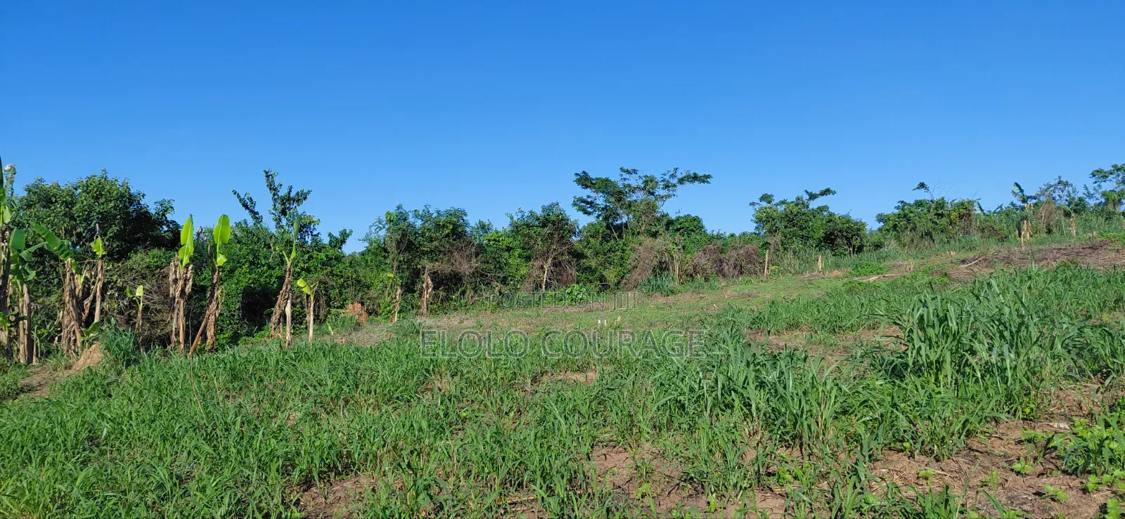 Farm Land Available at Gomoa Kwanyaku