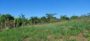 Farm Land Available at Gomoa Kwanyaku