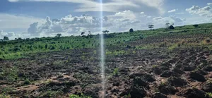 Farm Land Available at Gomoa Kwanyaku