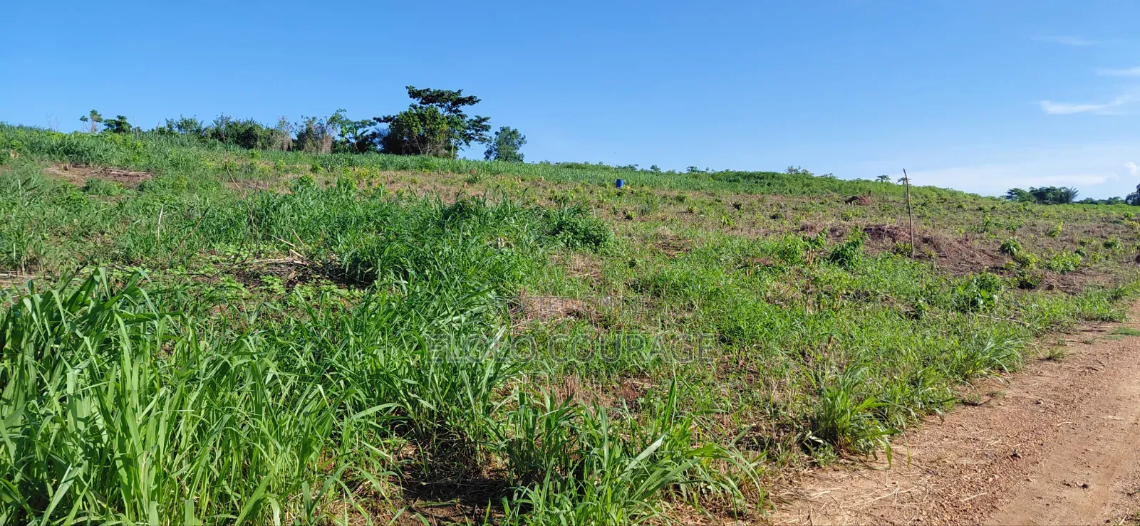 Farm Land Available at Gomoa Kwanyaku