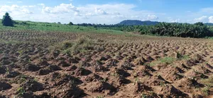 Farm Land Available at Gomoa Kwanyaku