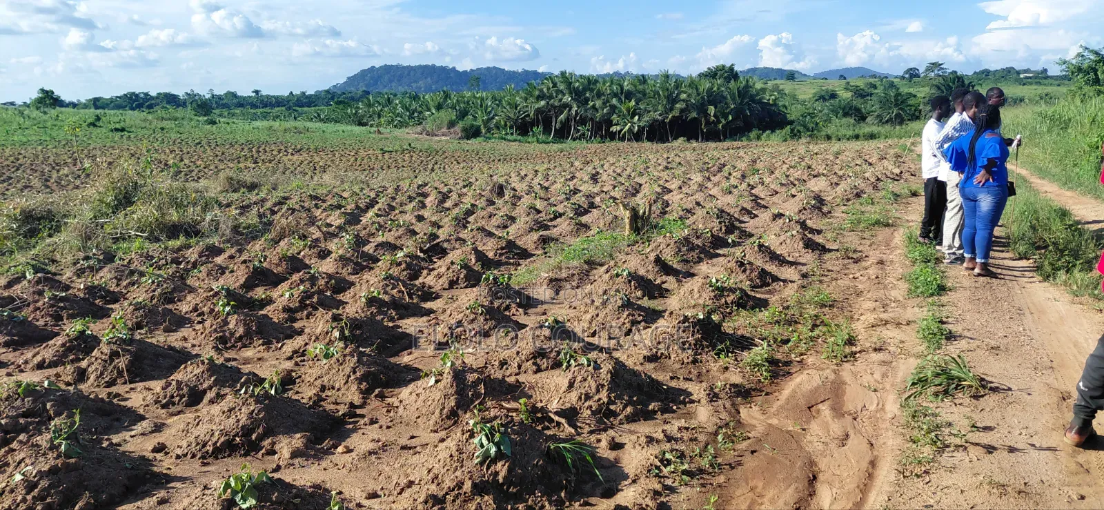 Farm Land Available at Gomoa Kwanyaku