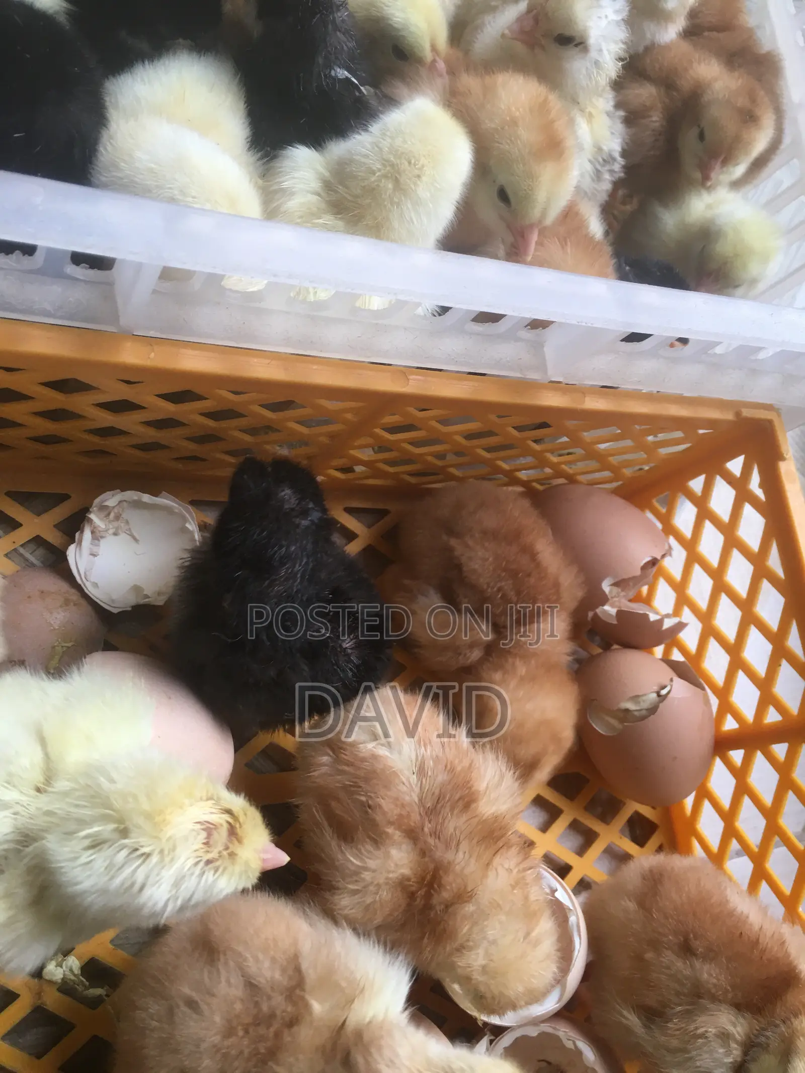 Day Old Chicks