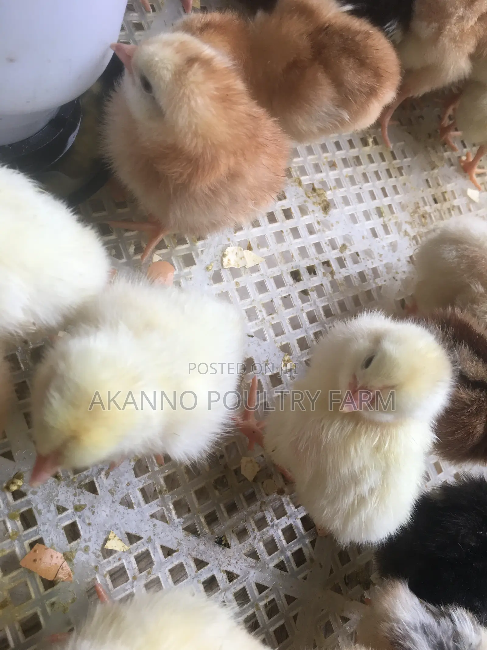 Day Old Chicks