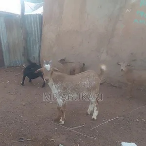 I Have All Kind of Goats Here