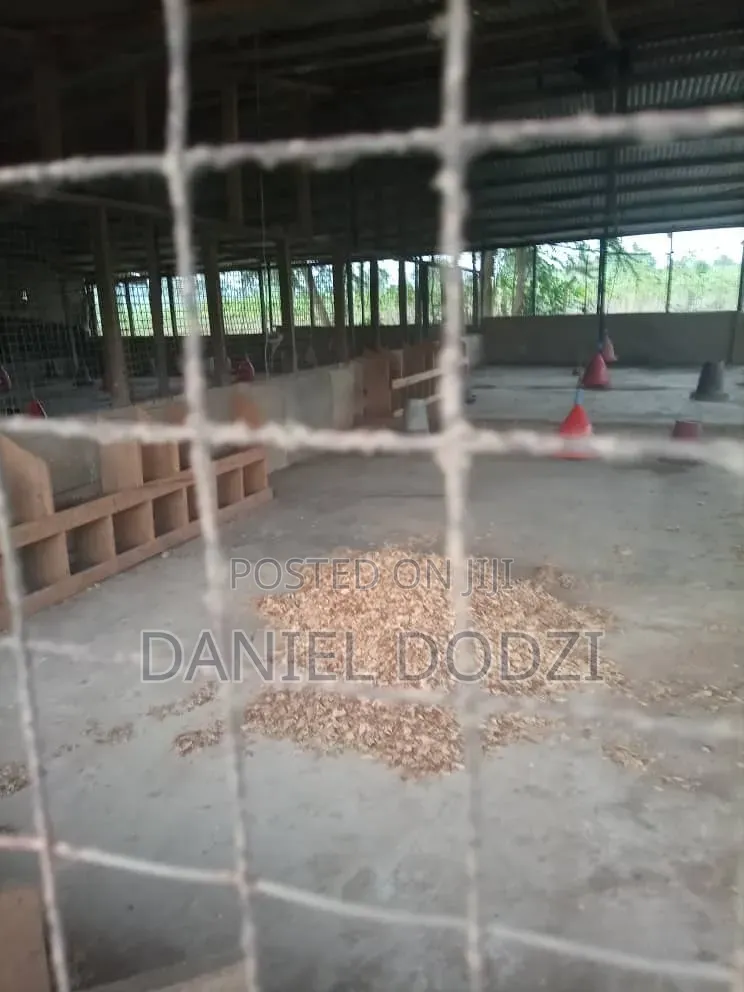Poultry Farm for Rent