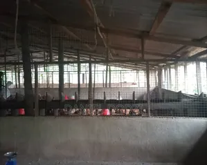 Poultry Farm for Rent